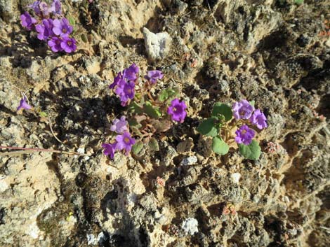 Beautiful Phacelia (Phacelia pulchella)