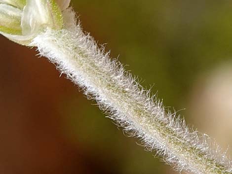 Desert Indianwheat (Plantago ovata)