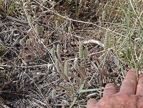 Woolly Plantain (Plantago patagonica)