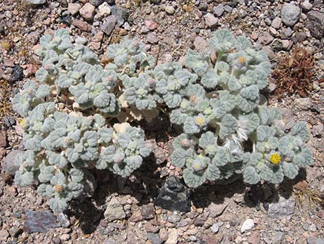 Velvet Turtleback (Psathyrotes ramosissima)