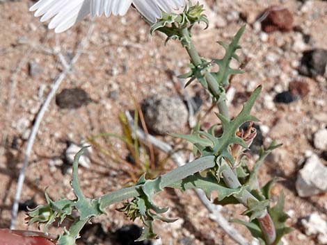 Desert Chicory (Rafinesquia neomexicana)