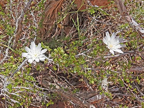 Desert Chicory (Rafinesquia neomexicana)