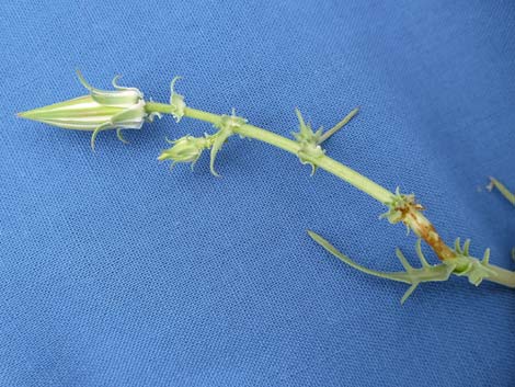 Desert Chicory (Rafinesquia neomexicana)