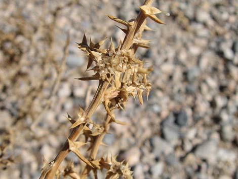 Prickly Russian Thistle (Salsola paulsenii)