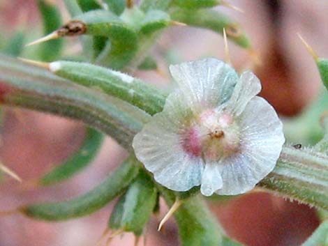 Prickly Russian Thistle (Salsola paulsenii)