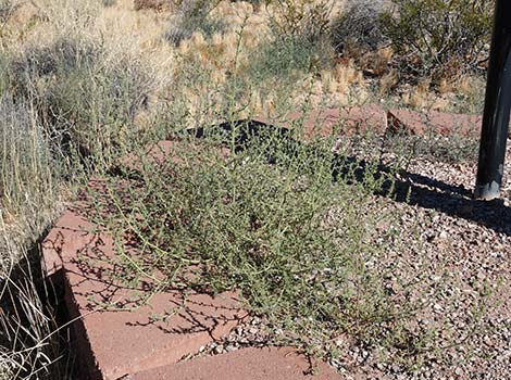 Prickly Russian Thistle (Salsola paulsenii)