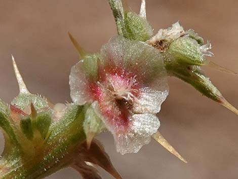 Prickly Russian Thistle (Salsola paulsenii)