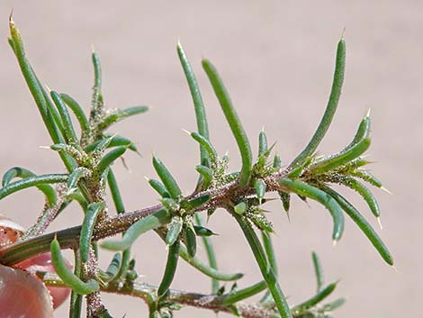 Prickly Russian Thistle (Salsola tragus)