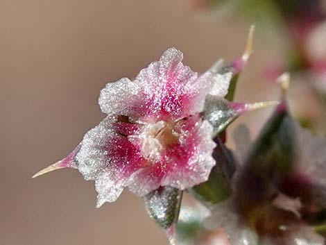 Prickly Russian Thistle (Salsola tragus)