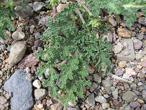 Chia (Salvia columbariae)