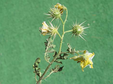 Buffalobur Nightshade (Solanum rostratum)