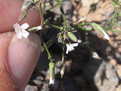 Small Wirelettuce (Stephanomeria exigua)