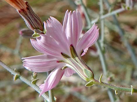 Small Wirelettuce (Stephanomeria exigua)