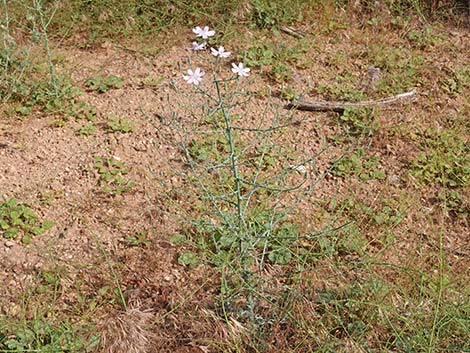 Small Wirelettuce (Stephanomeria exigua)