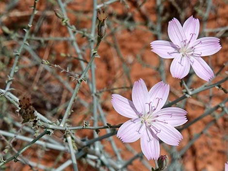 Small Wirelettuce (Stephanomeria exigua)