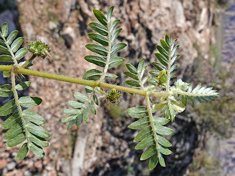 Puncturevine (Tribulus terrestris)