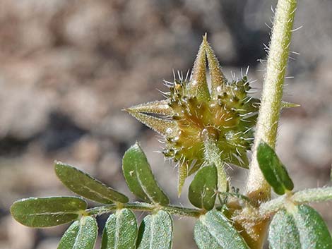 Puncturevine (Tribulus terrestris)