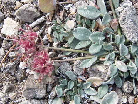 Coville's Dwarf Sand Verbena (Abronia nana var. covillei)