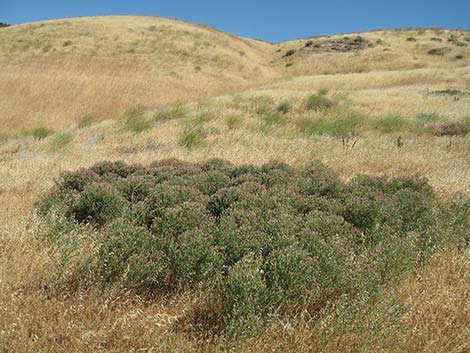 Russian Knapweed (Acroptilon repens)