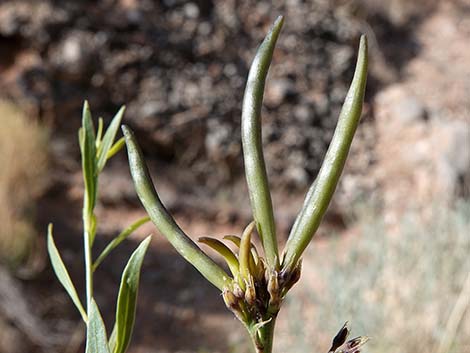 Woolly Bluestar (Amsonia tomentosa)