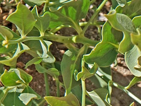 Woolly Bluestar (Amsonia tomentosa)