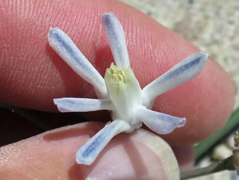 Pink Funnel Lily (Androstephium breviflorum)