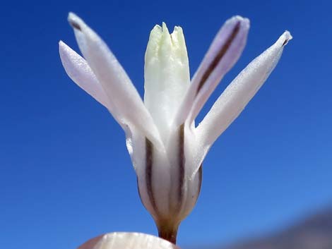 Pink Funnel Lily (Androstephium breviflorum)