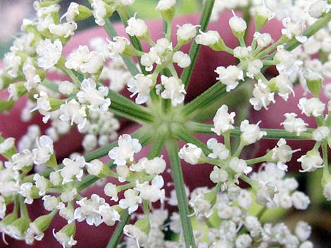 King's Angelica (Angelica kingii)