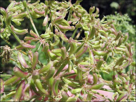 Charleston Mountain Angelica (Angelica scabrida)