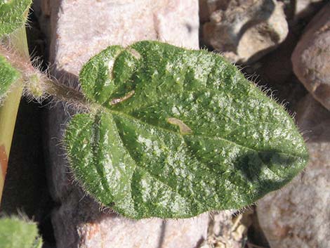 Anulocaulis annulatus (valley ringstem)