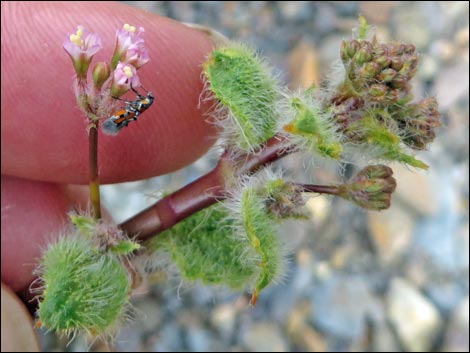 Valley Ringstem (Anulocaulis annulatus)