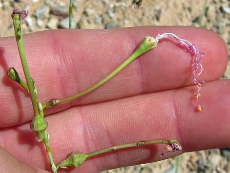 Southwestern Ringstem (Anulocaulis leiosolenus)