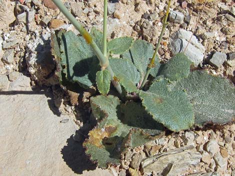 Southwestern Ringstem (Anulocaulis leiosolenus)