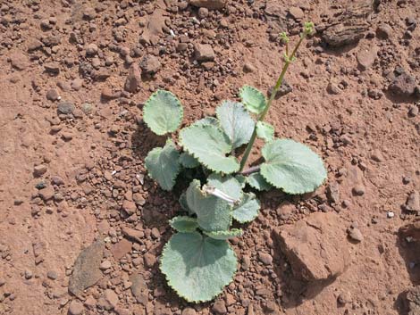 Southwestern Ringstem (Anulocaulis leiosolenus)