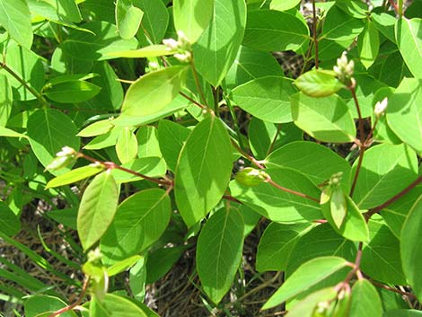 Spreading Dogbane (Apocynum androsaemifolium)