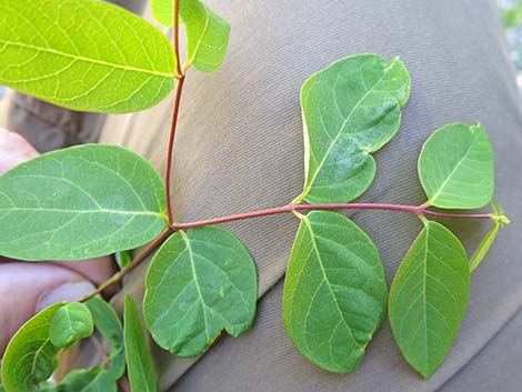 Spreading Dogbane (Apocynum androsaemifolium)