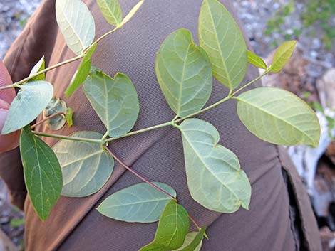 Spreading Dogbane (Apocynum androsaemifolium)