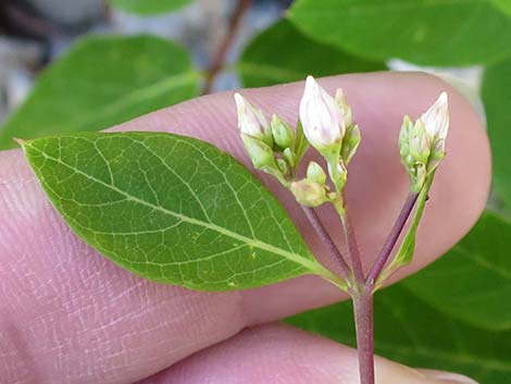 Spreading Dogbane (Apocynum androsaemifolium)