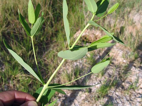 Indian Hemp (Apocynum cannabinum)