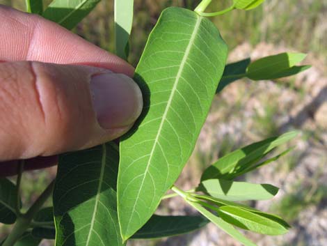 Indian Hemp (Apocynum cannabinum)