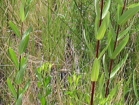 Indian Hemp (Apocynum cannabinum)