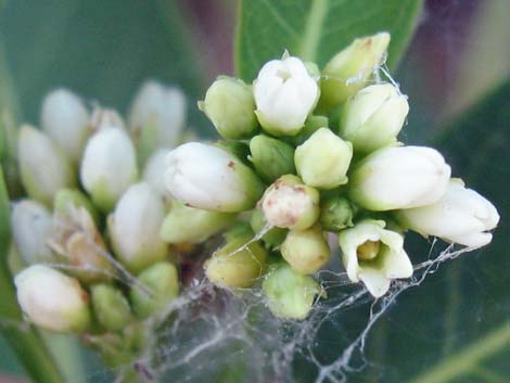 Indian Hemp (Apocynum cannabinum)