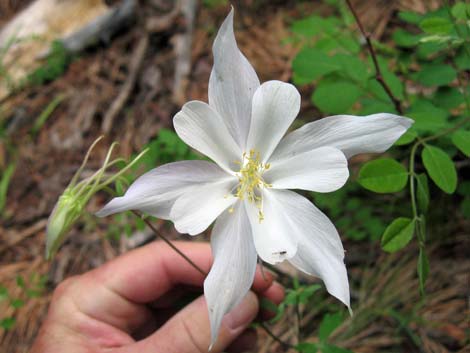 Colorado Blue Columbine (Aquilegia coerulea)