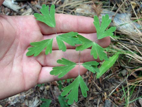 Colorado Blue Columbine (Aquilegia coerulea)