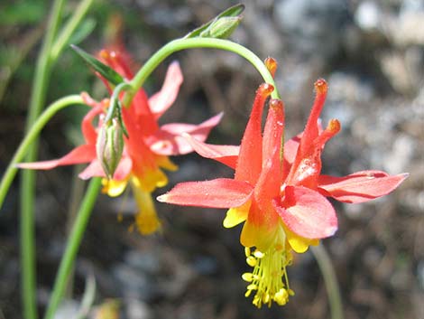 Western Columbine (Aquilegia formosa)