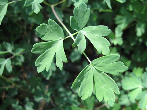 Western Columbine (Aquilegia formosa)