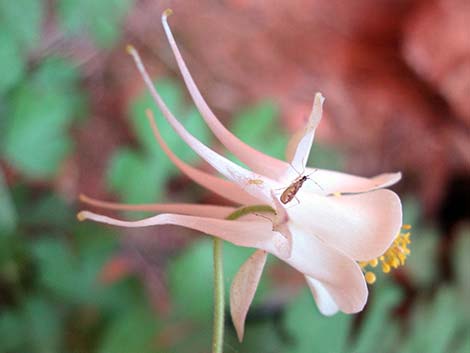 Mancos Columbine (Aquilegia micrantha)