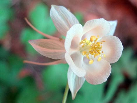 Mancos Columbine (Aquilegia micrantha)