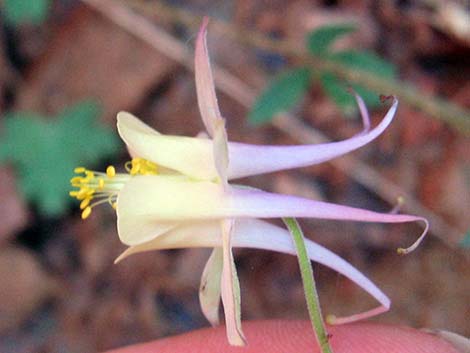 Mancos Columbine (Aquilegia micrantha)