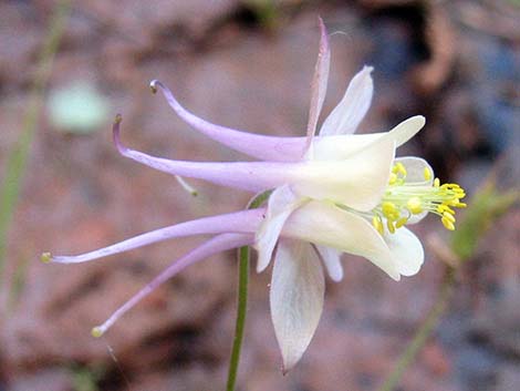 Mancos Columbine (Aquilegia micrantha)